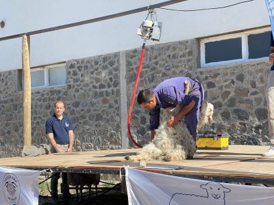 Productores de Zapala exportarán más de 4 mil kilos de fibras de mohair a Sudáfrica