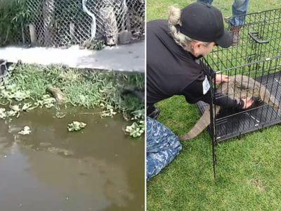 Captan a reptil nadando por canales de Xochimilco; era un varano del Nilo (Videos)