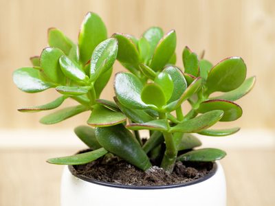 Plantas: así podés cuidar tu Árbol de Jade en otoño para que se mantenga sano y rozagante