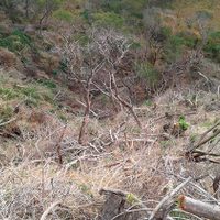 Profepa presenta denuncia penal ante PGR por el derribo de 280 árboles en Chiapas
