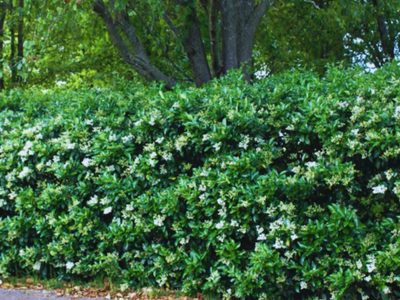 Adiós, vecinos curiosos: las plantas que cuidan tu hogar, te regalan privacidad y casi no requieren mantenimiento