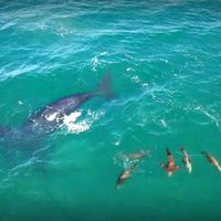Danza de animales marinos: mirá el video de Las Grutas del que todos hablan