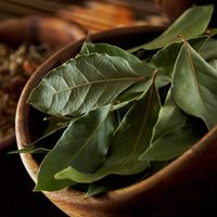 El poderoso motivo por el que muchas personas queman las hojas de esta planta antes de irse a dormir