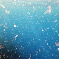 Microplásticos en todos lados: un proyecto británico los halló en aguas subterráneas profundas