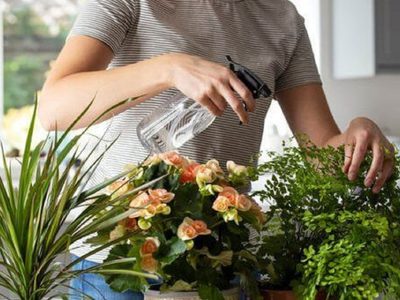 Qué dice la psicología sobre tener un montón de plantas en tu casa: Te va a sorprender la respuesta