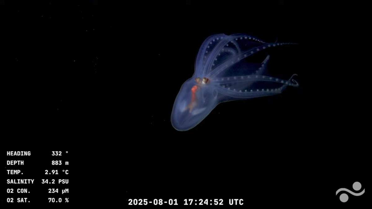 Streaming de Conicet: encontraron un espectacular "pulpo de cristal"