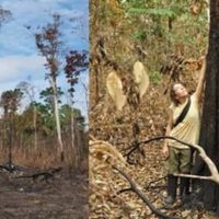 El Niño transformó un sector de la Amazonia en gran emisor de carbono