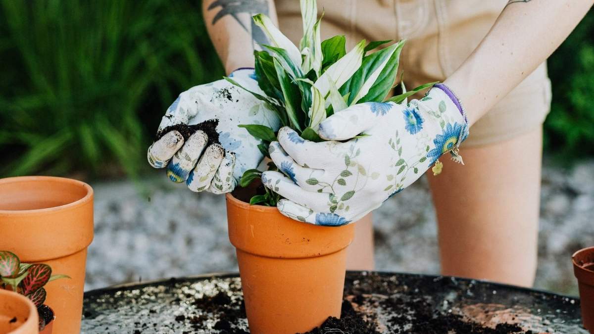 Planta. Fuente: (Instagram)