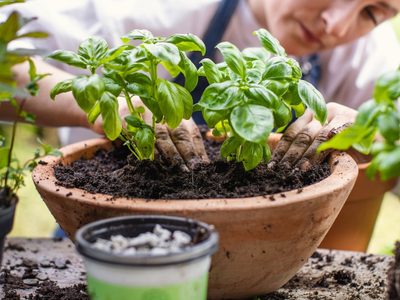 Polémico pero efectivo: el fertilizante casero para tus plantas con 1 ingrediente que usás a diario