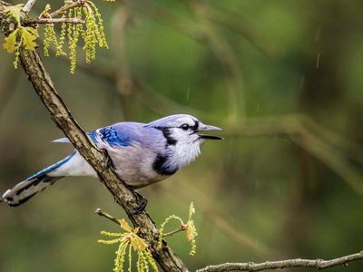 Ni gaviota ni cuervo: el ave de peculiar plumaje que desconcierta con su canto inusual