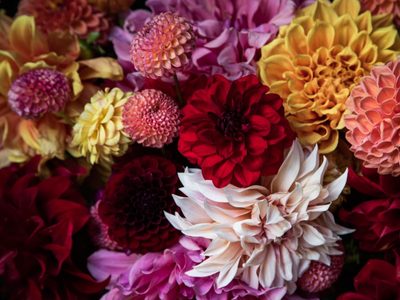 Antes de que termine el mes: las plantas que tenés que sembrar si querés tu jardín lleno de flores en verano