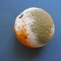No tires las naranjas podridas, mirá cómo combatir las plagas de tus plantas sin gastar un solo peso