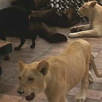 Profepa encuentra tres leones en azotea de casa; el propietario se niega a entregarlos
