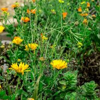 La planta de buen augurio que calma el cuerpo y la mente, y es capaz de crecer en cualquier sitio