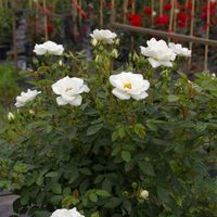 Fácil de cultivar y de bajo mantenimiento: la planta con flores hermosas, perfectas para decorar tus canteros