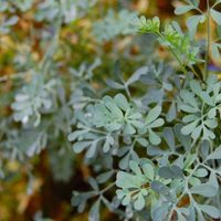 La planta que tenés que poner en la entrada de tu casa para protegerla de malas vibras y atraer lo positivo