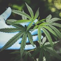 Cannabis: el Gobierno oficializó un proyecto de investigación para uso medicinal