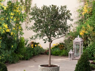 No necesitás un jardín enorme: el árbol que resiste todos los climas y podés sembrar en maceta
