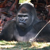 Piden investigar por qué desmembraron al gorila 'Bantú” durante necropsia