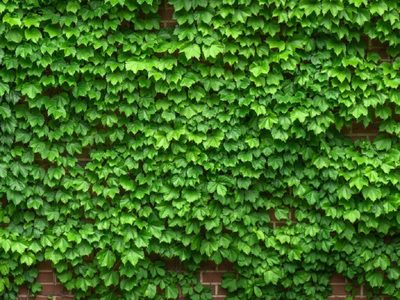 El secreto de los viveros: la planta perfecta para cubrir suelos o paredes que prospera donde nada más crece