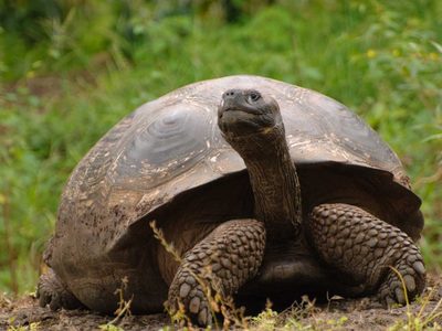 Nació la primera tortuga gigante de Galápagos albina: nunca se había visto un ejemplar así