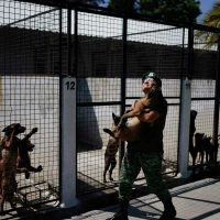 Antes de ser rescatistas o rastreadores de drogas, los cachorros del ejército mexicano van al kínder