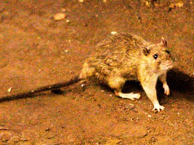 Tres muertos por hantavirus en un crucero de lujo que partió desde Argentina hacia Canarias