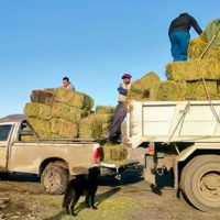 Interior neuquino: el Gobierno asiste a crianceros a través del “Plan Forraje”