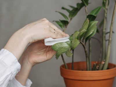 4 cosas que podés hacer para proteger a las plantas de la plaga que las persigue en otoño