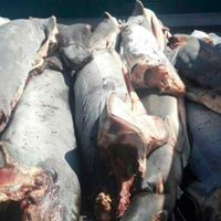 Los 300 tiburones tirados en Michoacán no son de especies en riesgo: Profepa