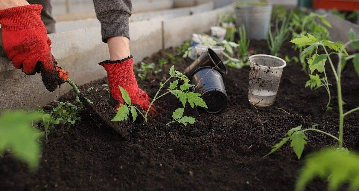 Truco de jardinería para tus plantas. Fuente: (X)