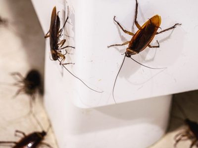Adíos cucarachas: el truco casero más efectivo para eliminarlas del hogar