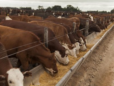 Engordes a corral en la provincia de Neuquén concentran 11.000 bovinos