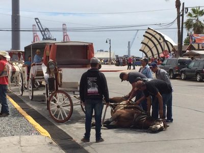 Por maltrato animal, prohibirán calandrias jaladas por caballos en BC (Video)