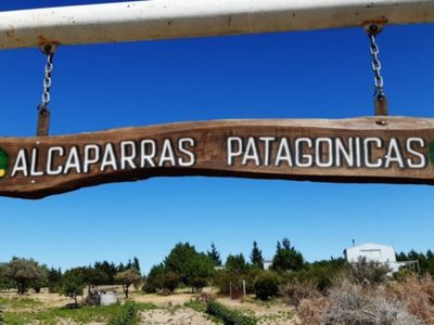 Las alcaparras más australes se producen en Madryn