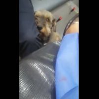 Un perro corre para alcanzar la ambulancia en la que llevaban a su dueño tras sufrir un accidente