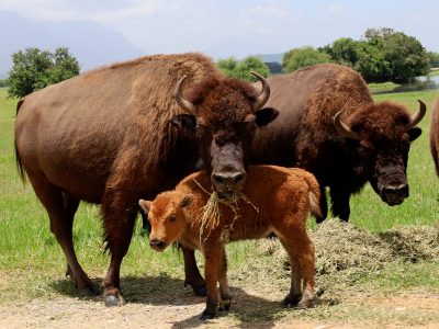 Bisontes americanos resisten la extinción en Monterrey