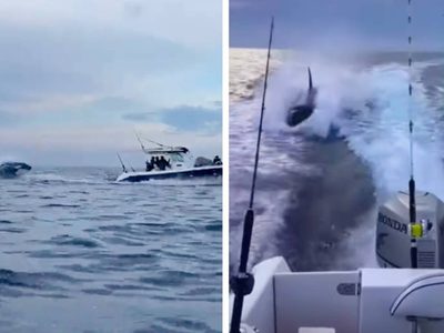 Orca persigue una embarcación con turistas en Sinaloa (Video)