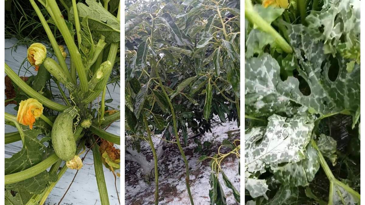 Cultivos dañados por el granizo en Morelos