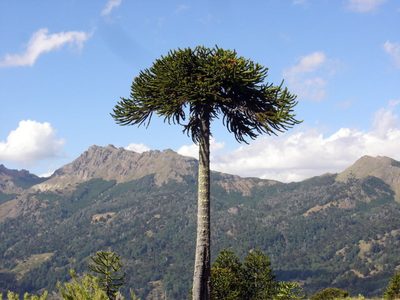 Así de fácil podés reproducir la Araucaria y tener tu propio árbol en muy poquitos meses