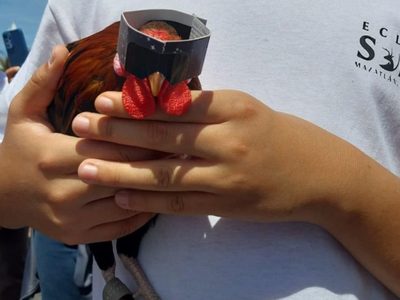 Este es Rigoberto, el gallo que usó lentes para el eclipse solar en Mazatlán