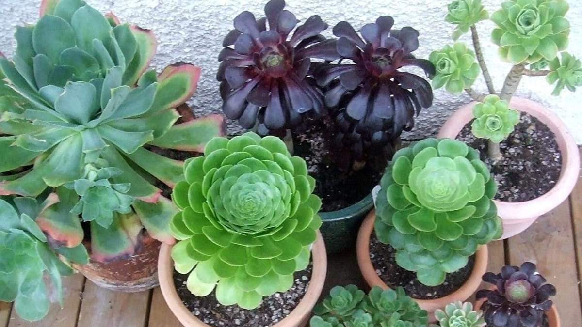 Planta. Fuente: (X)