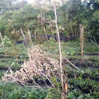En busca de plantíos de coca, militares destruyen huerto de campesino afiliado a programa de Conafor