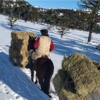 Villa Pehuenia: asistencia en la nieve a una familia de la Comunidad Puel