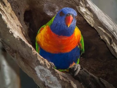 Las aves cambian de sexo más a menudo de lo que se creía