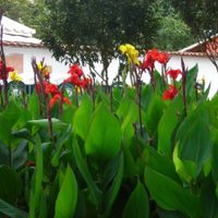 Las plantas que crecen rapidísimo y son perfectas para proteger tu casa de vecinos curiosos