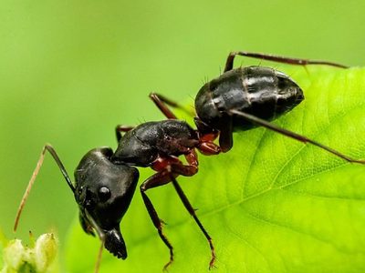 Exterminá para siempre las hormigas de tu jardín con este ingrediente que tenés siempre en casa