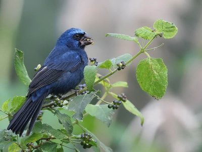 Curiosidades de la Reinamora, el pájaro que podría dejar de existir: cómo y por qué