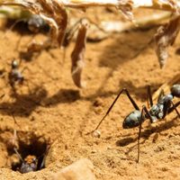 Si nada te funciona para alejar a las hormigas de tus plantas: mirá este truco que los jardineros no quieren que sepas