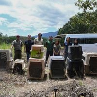 ¡Vuelven a la vida silvestre! Tamaulipas libera especies tras rehabilitación especializada
